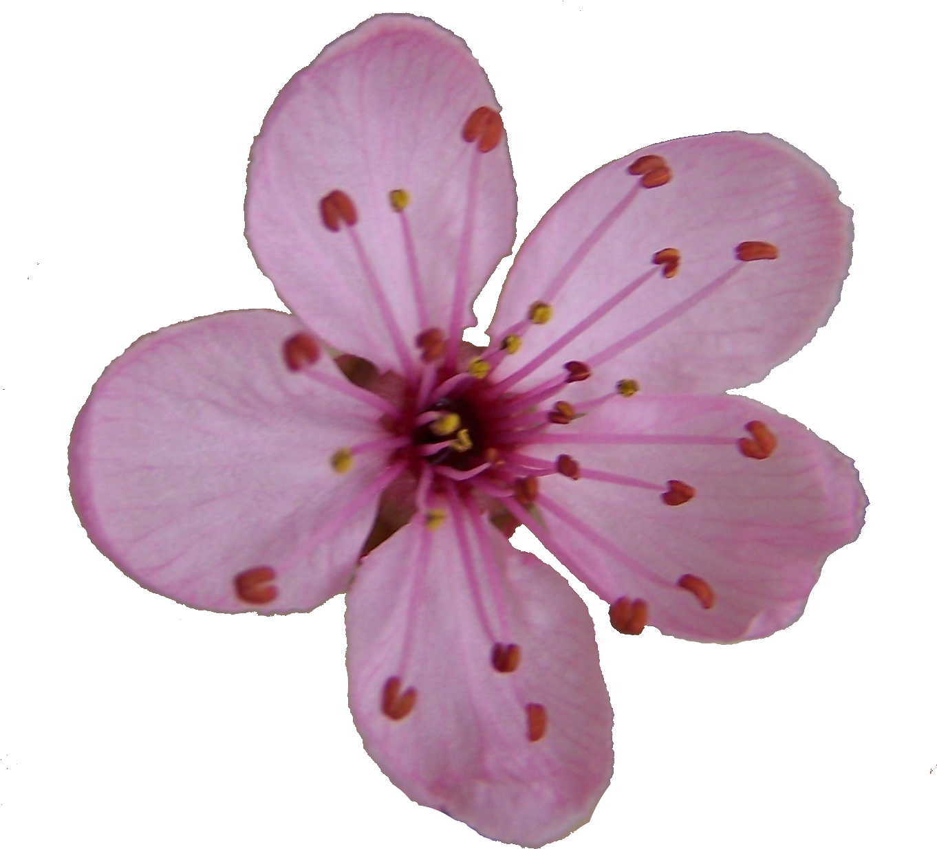 Blossom Single Flower Free Download Image Transparent PNG Image