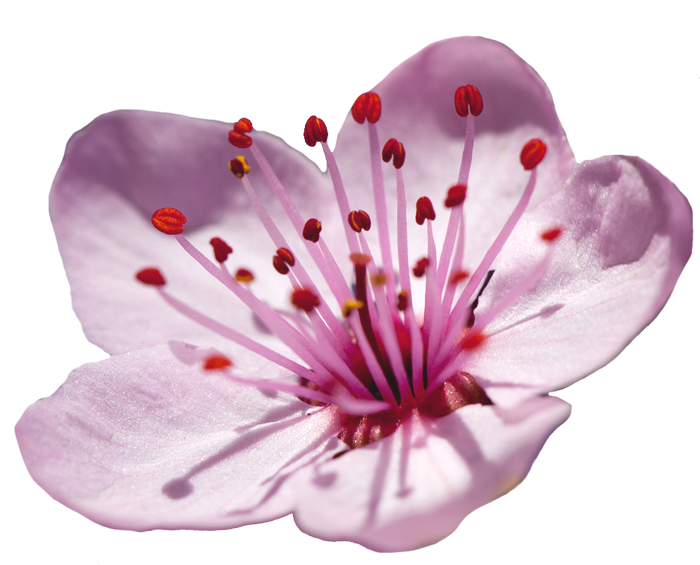 Blossom Flower Japanese Free Download PNG HD Transparent PNG Image