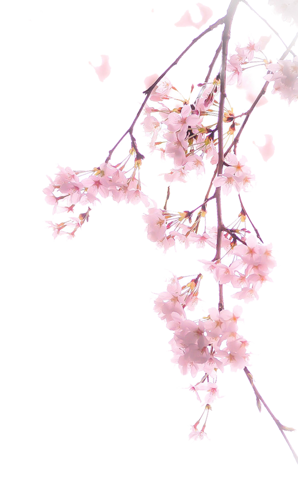 Blossom Cherry Flower Free Transparent Image HD Transparent PNG Image