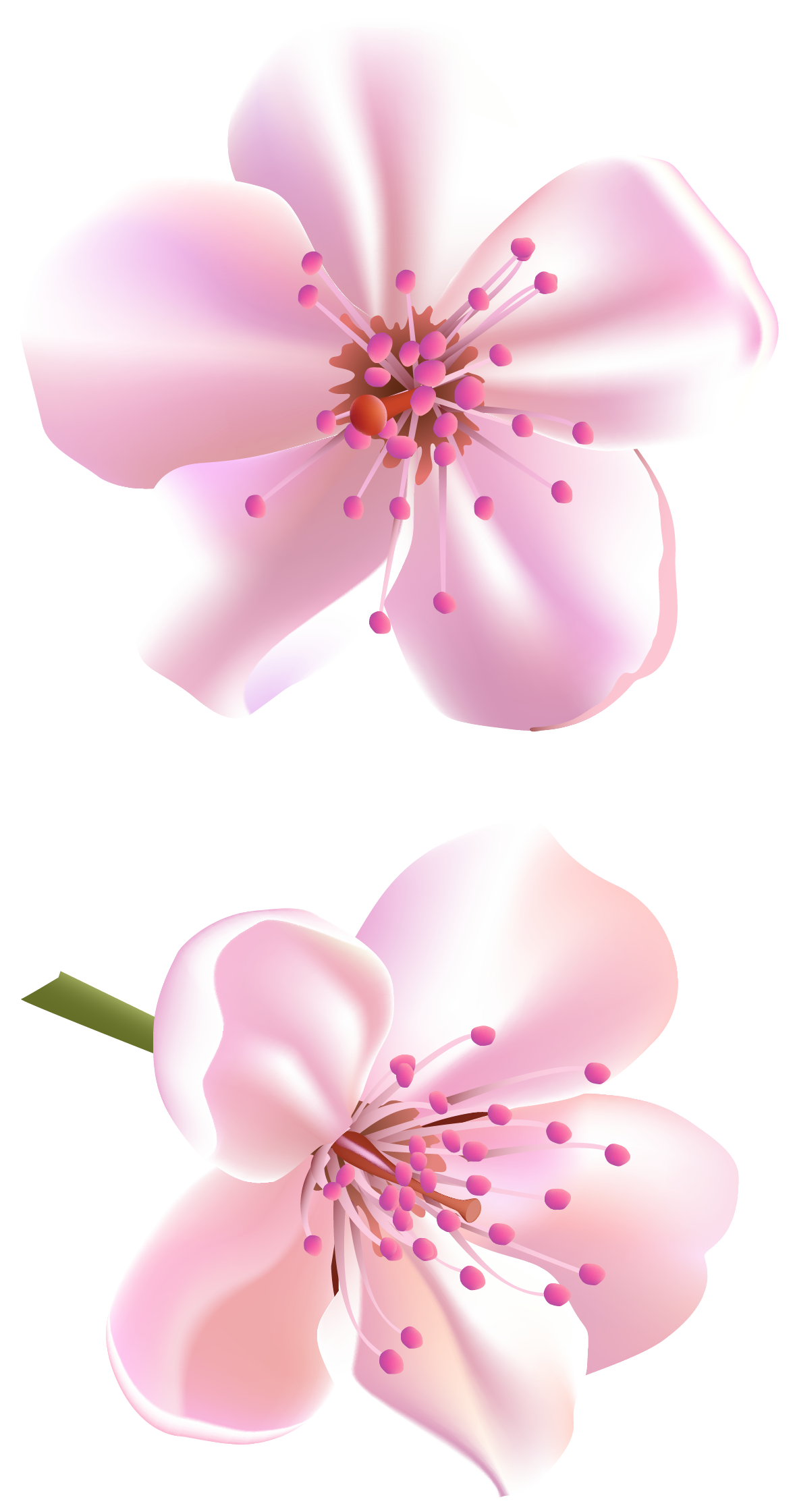 Blossom Vector Flower Free Download Image Transparent PNG Image