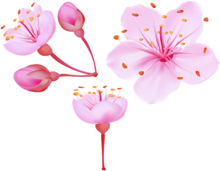 Blossom Cherry Vector Flower Download HD Transparent PNG Image