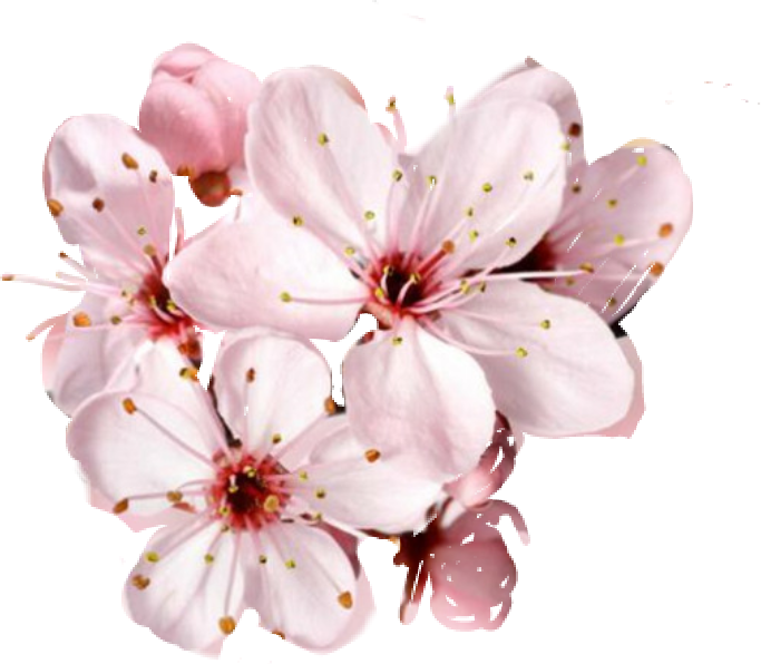 Pink Blossom Flower Free Transparent Image HD Transparent PNG Image