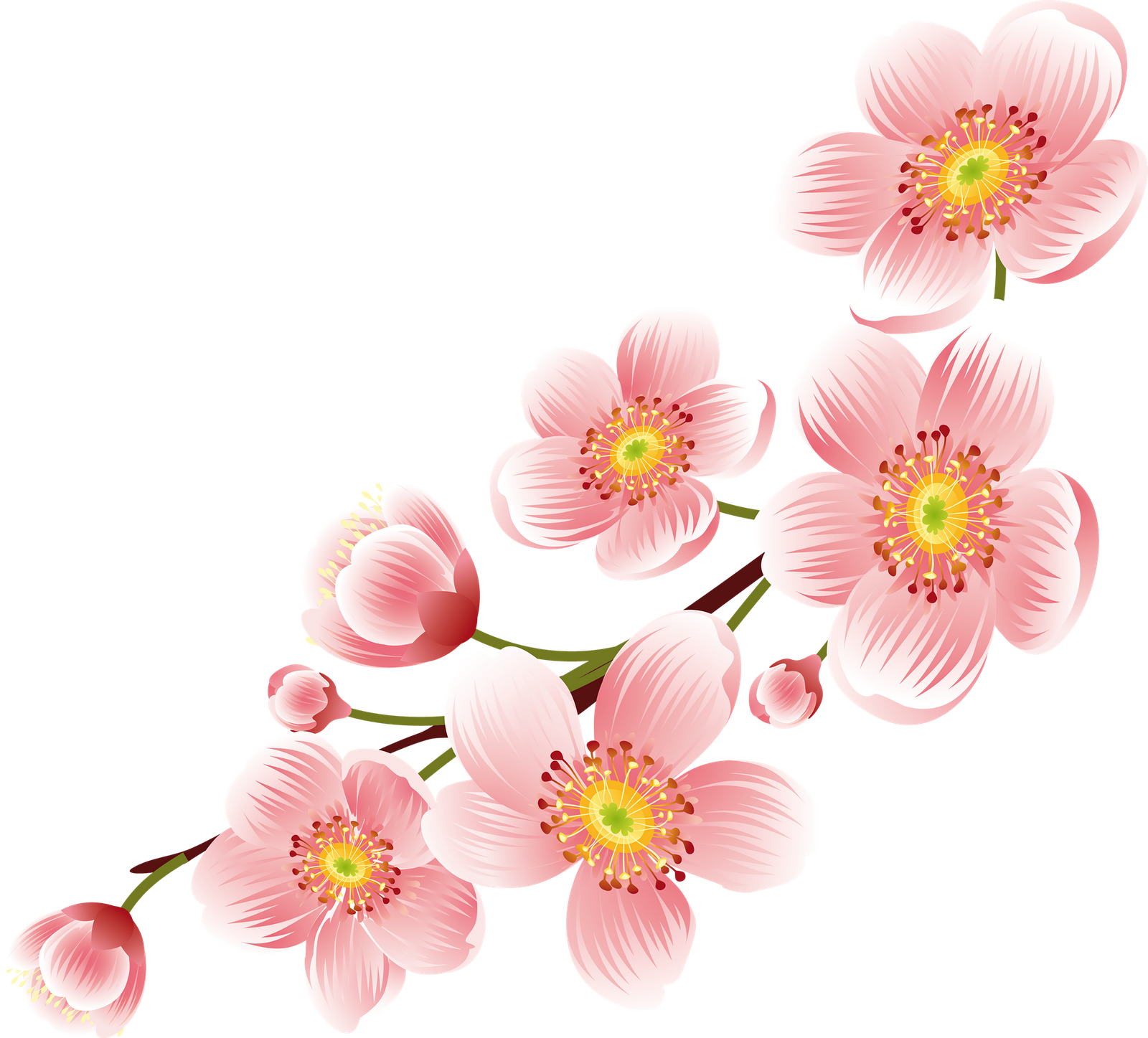 Blossom Cherry Flower Free PNG HQ Transparent PNG Image