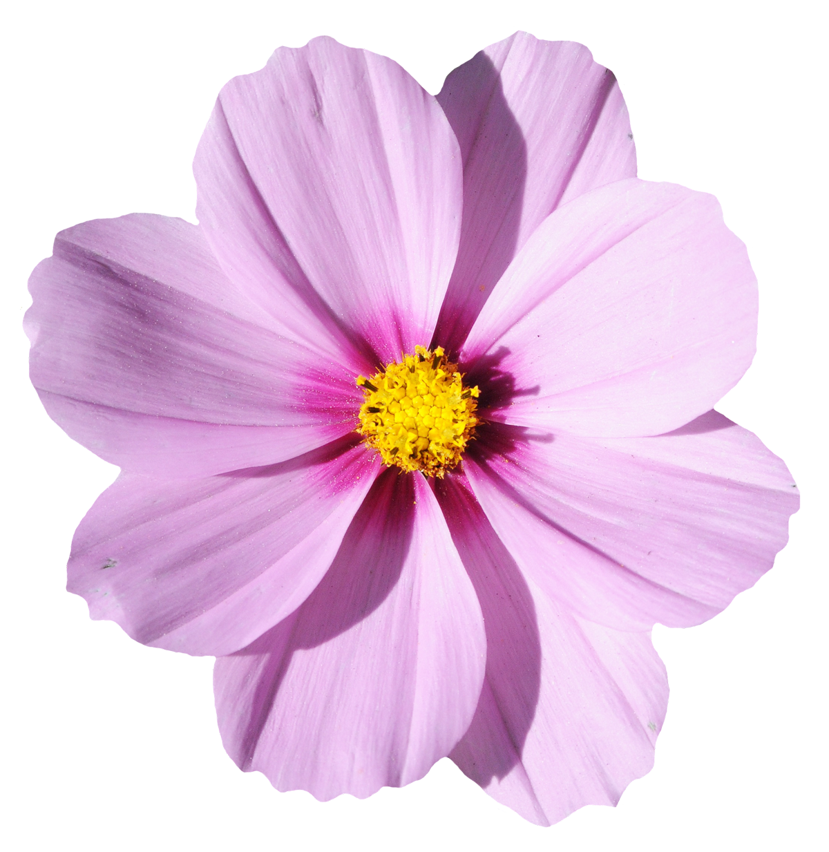 Blossom Flower Free Clipart HQ Transparent PNG Image