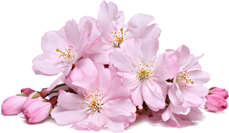 Blossom Real Flower HQ Image Free Transparent PNG Image