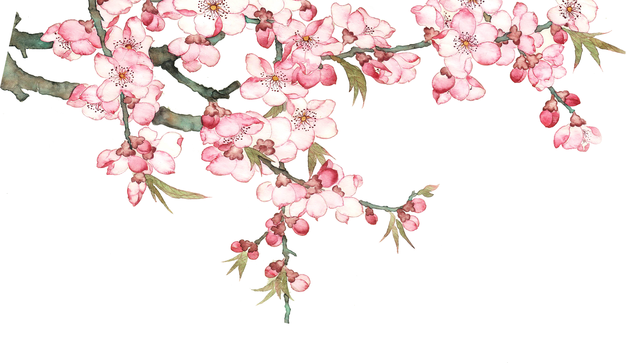 Blossom Watercolor Flower Free HQ Image Transparent PNG Image