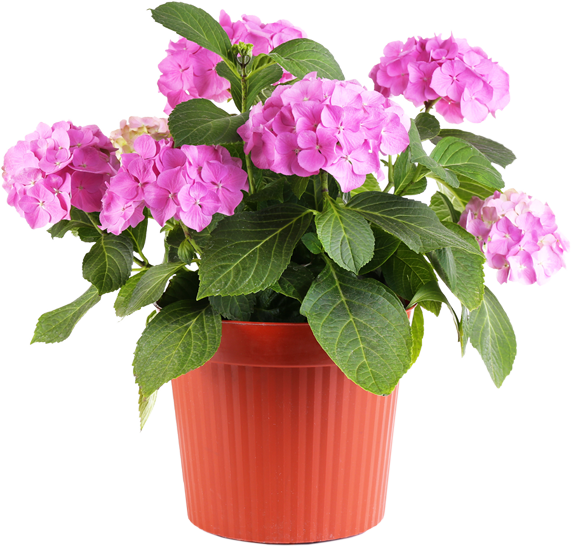 Fresh Pot Flower Free Clipart HQ Transparent PNG Image