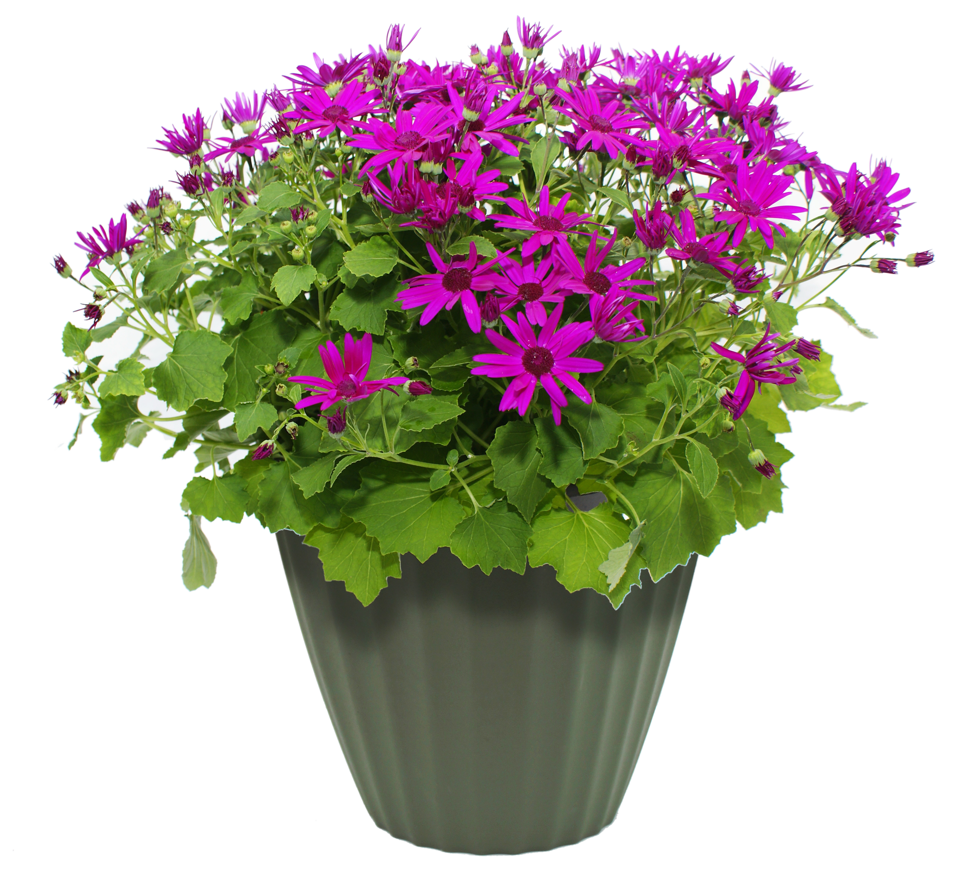 Purple Pot Flower Free Clipart HD Transparent PNG Image