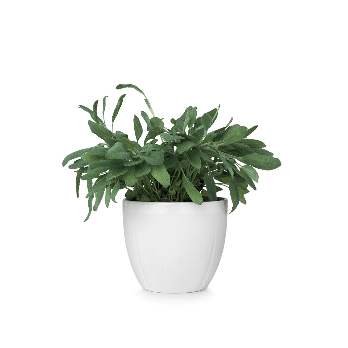 Small Pot Flower HD Image Free Transparent PNG Image