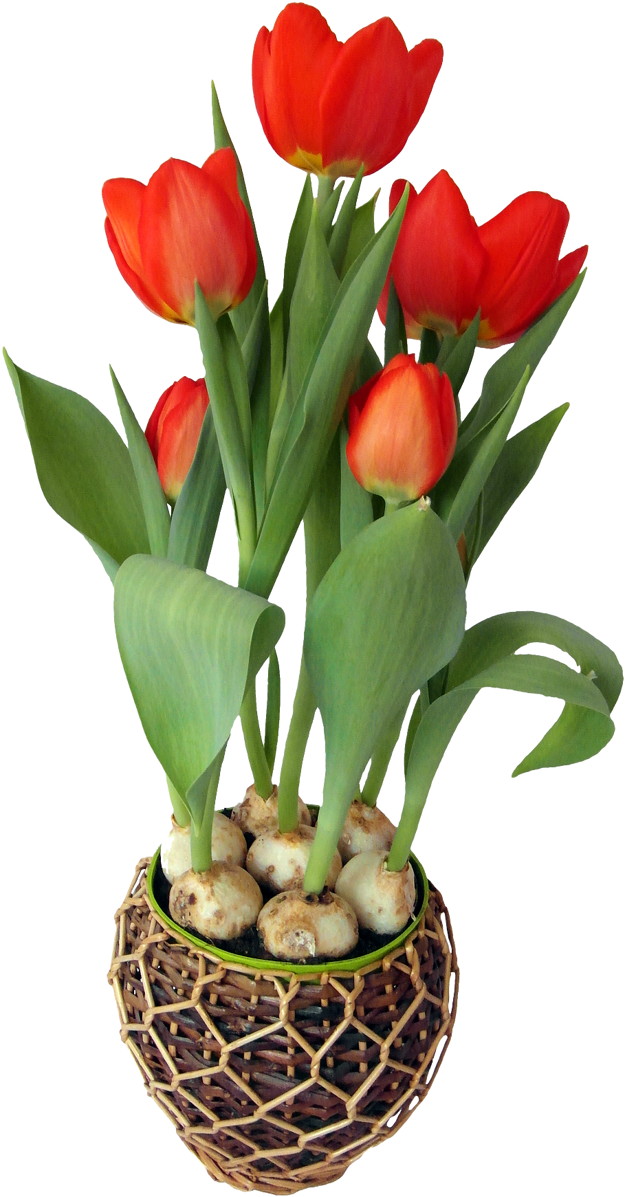 Tulip Pot Flower Download Free Image Transparent PNG Image