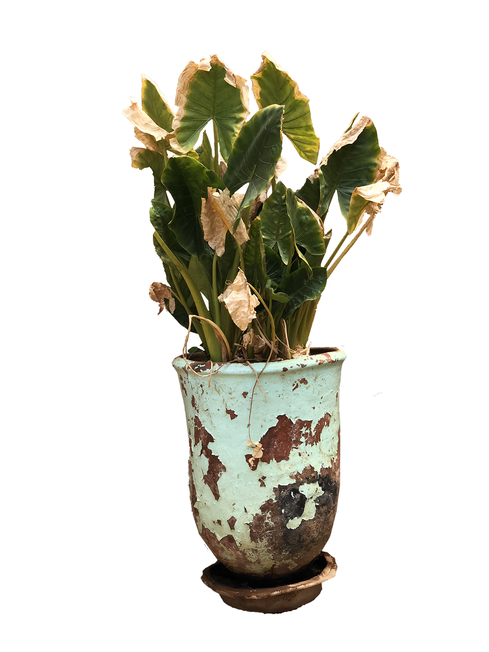 Vintage Pot Flower PNG Image High Quality Transparent PNG Image