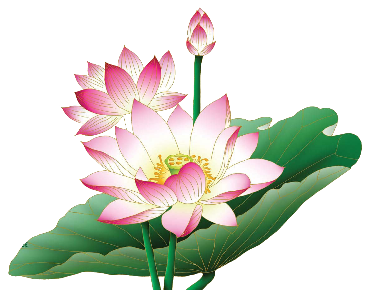 Lotus Flower Free HD Image Transparent PNG Image