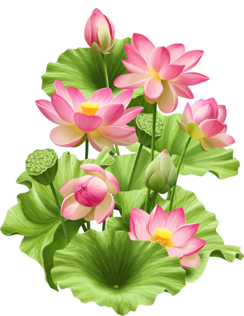 Lotus Photos Flower PNG Download Free Transparent PNG Image