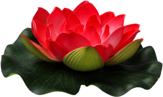 Lotus Flower PNG Free Photo Transparent PNG Image