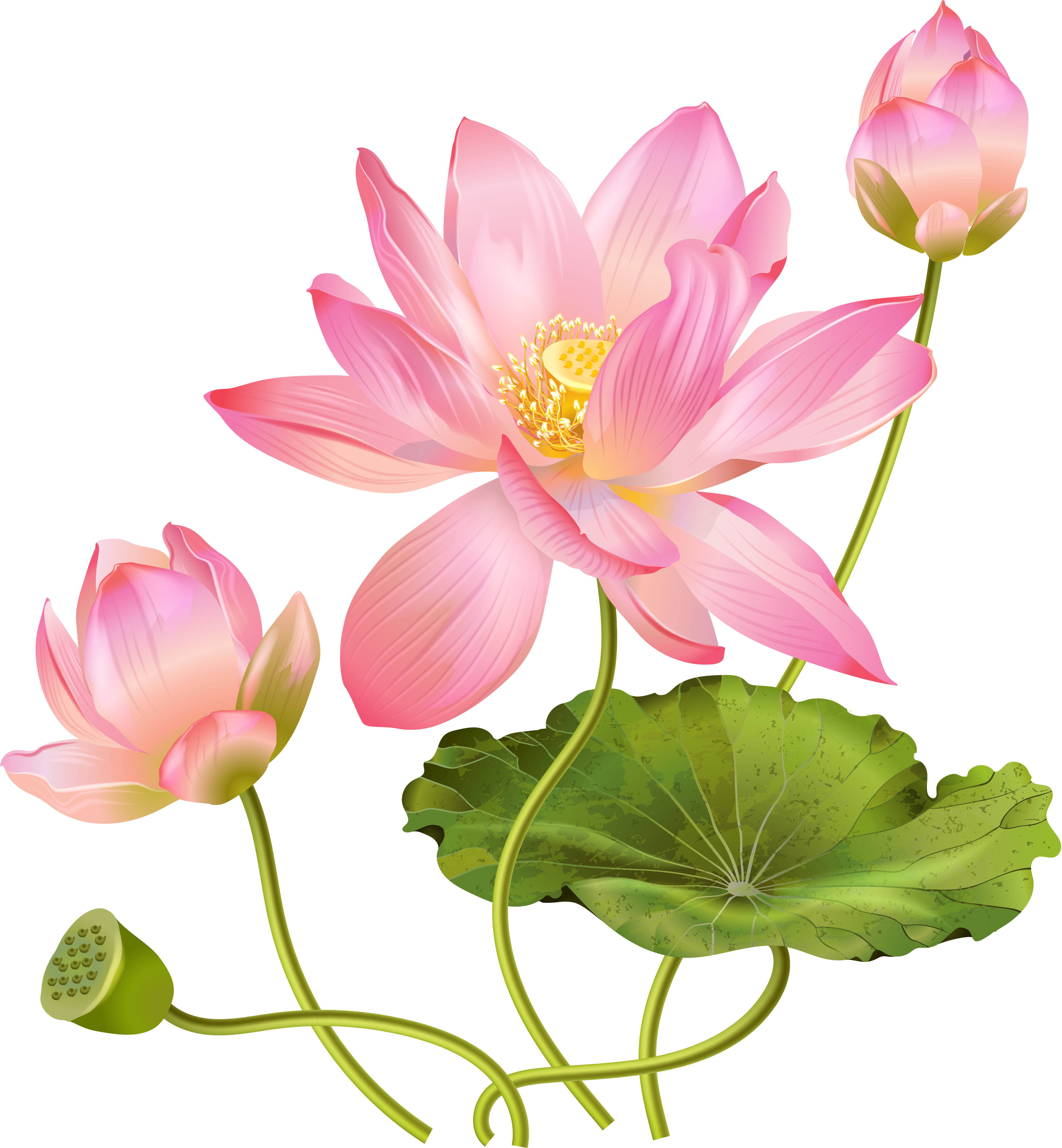 Pink Lotus Flower Free Photo Transparent PNG Image