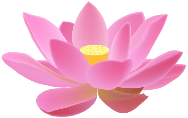 Pink Lotus Flower Download Free Image Transparent PNG Image