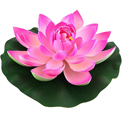 Pink Lotus Flower HD Image Free Transparent PNG Image