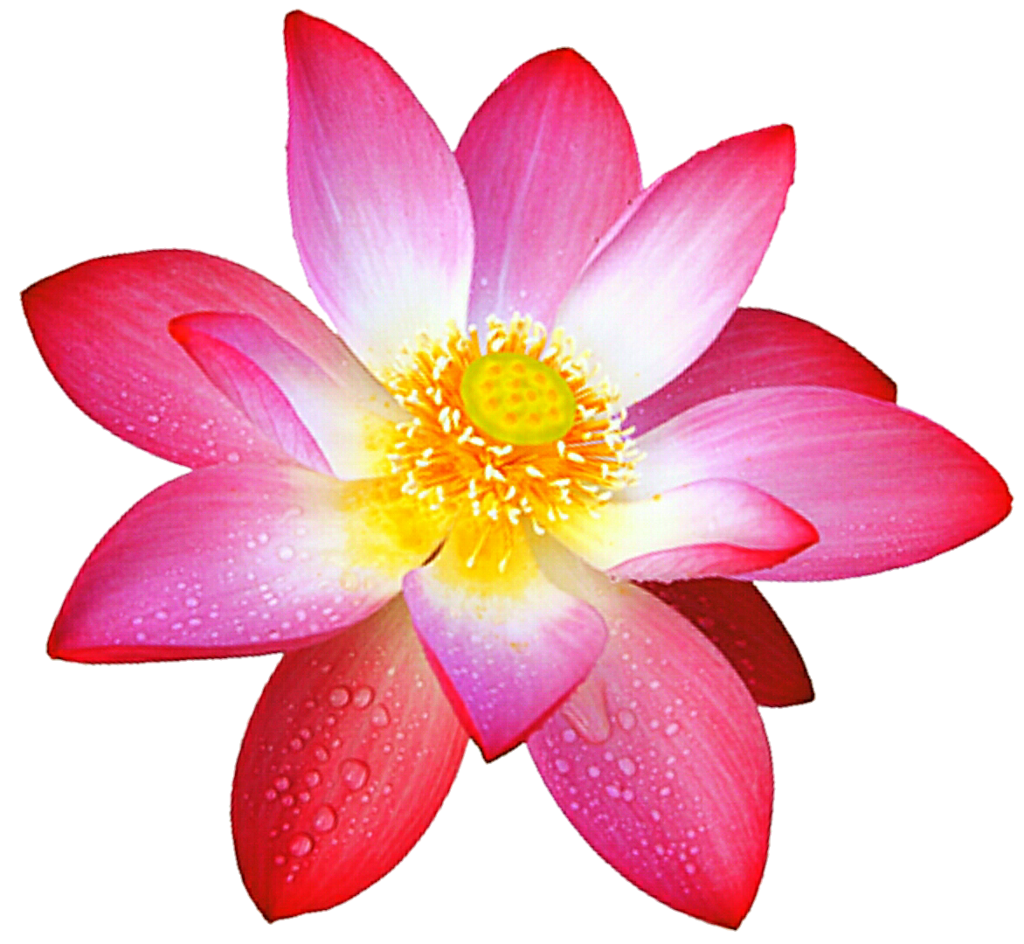 Pink Lotus Flower PNG Free Photo Transparent PNG Image