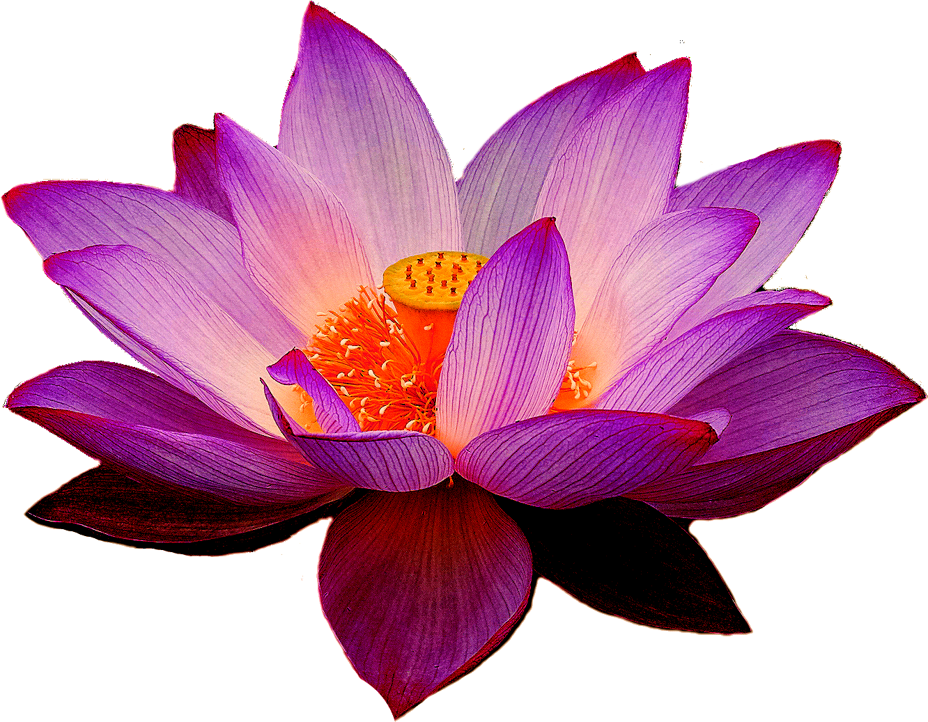 Purple Lotus Flower PNG Free Photo Transparent PNG Image