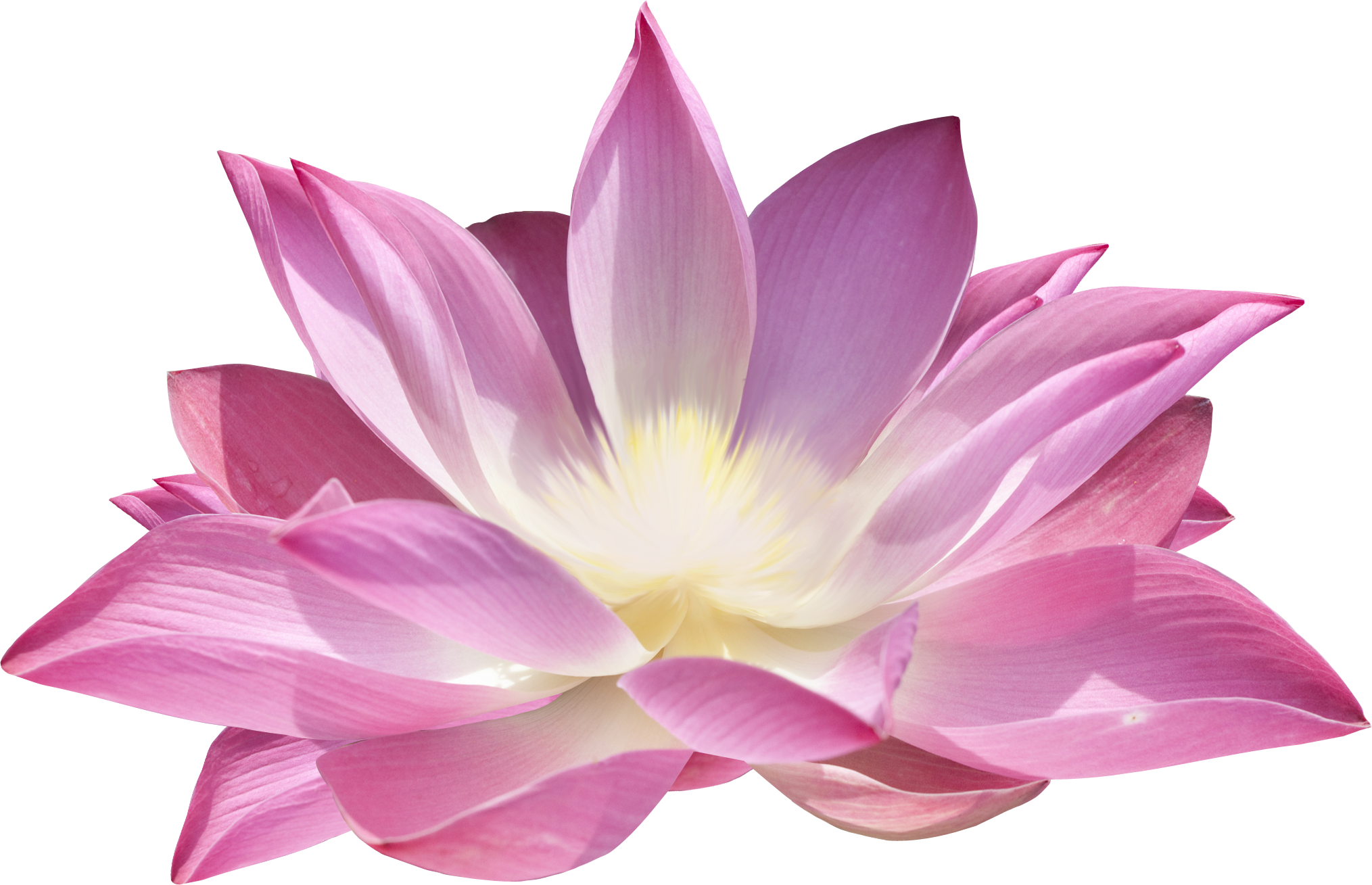 Purple Lotus Flower Free HQ Image Transparent PNG Image