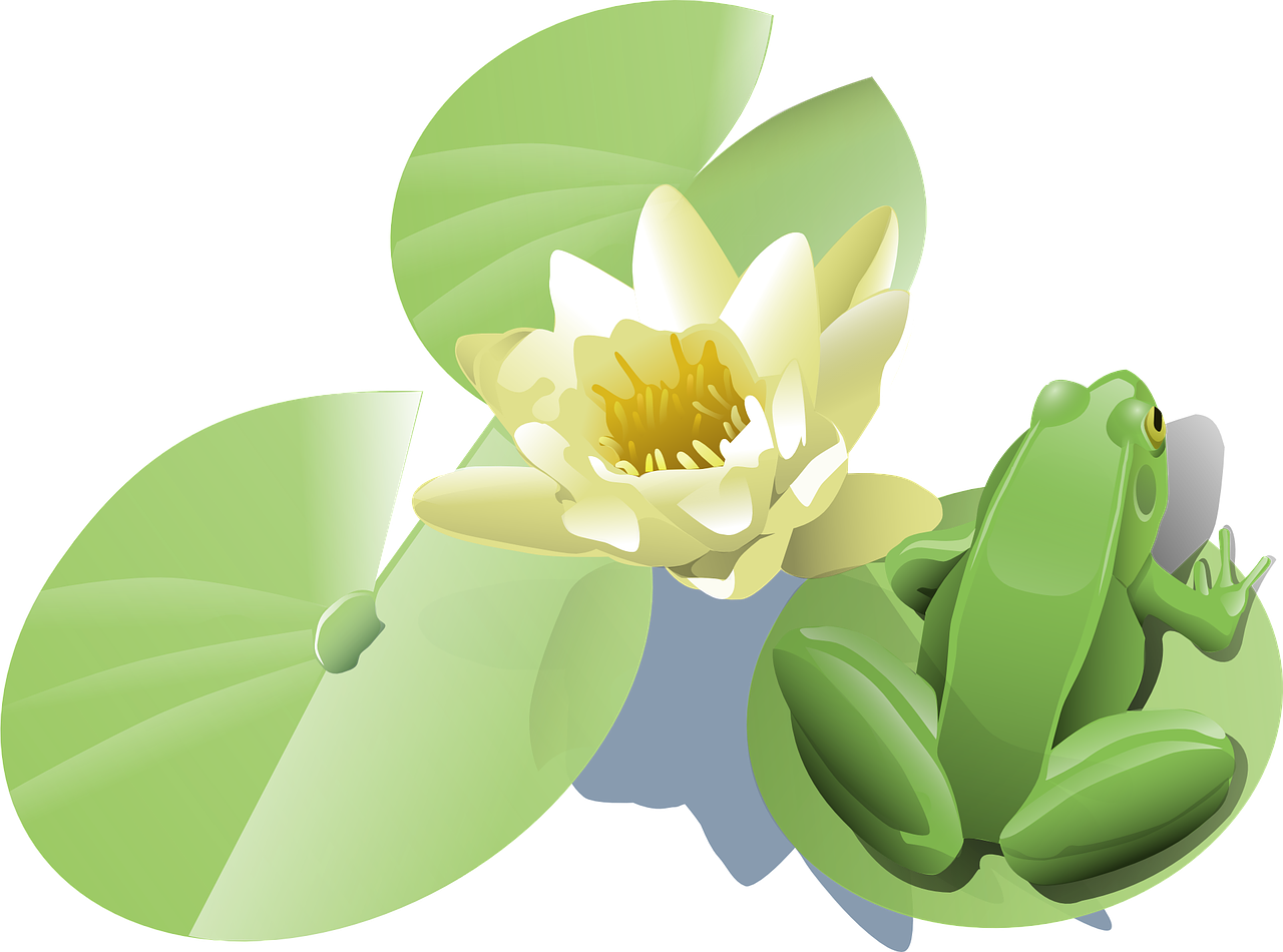 Lotus Vector Flower Free Download PNG HQ Transparent PNG Image