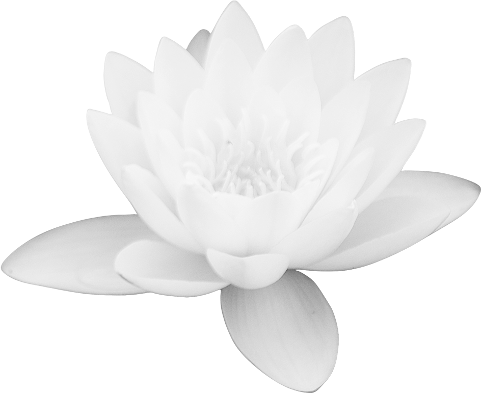 Lotus Vector Flower Free Photo Transparent PNG Image