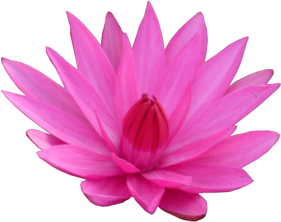 Lotus Vector Flower Free Download PNG HQ Transparent PNG Image