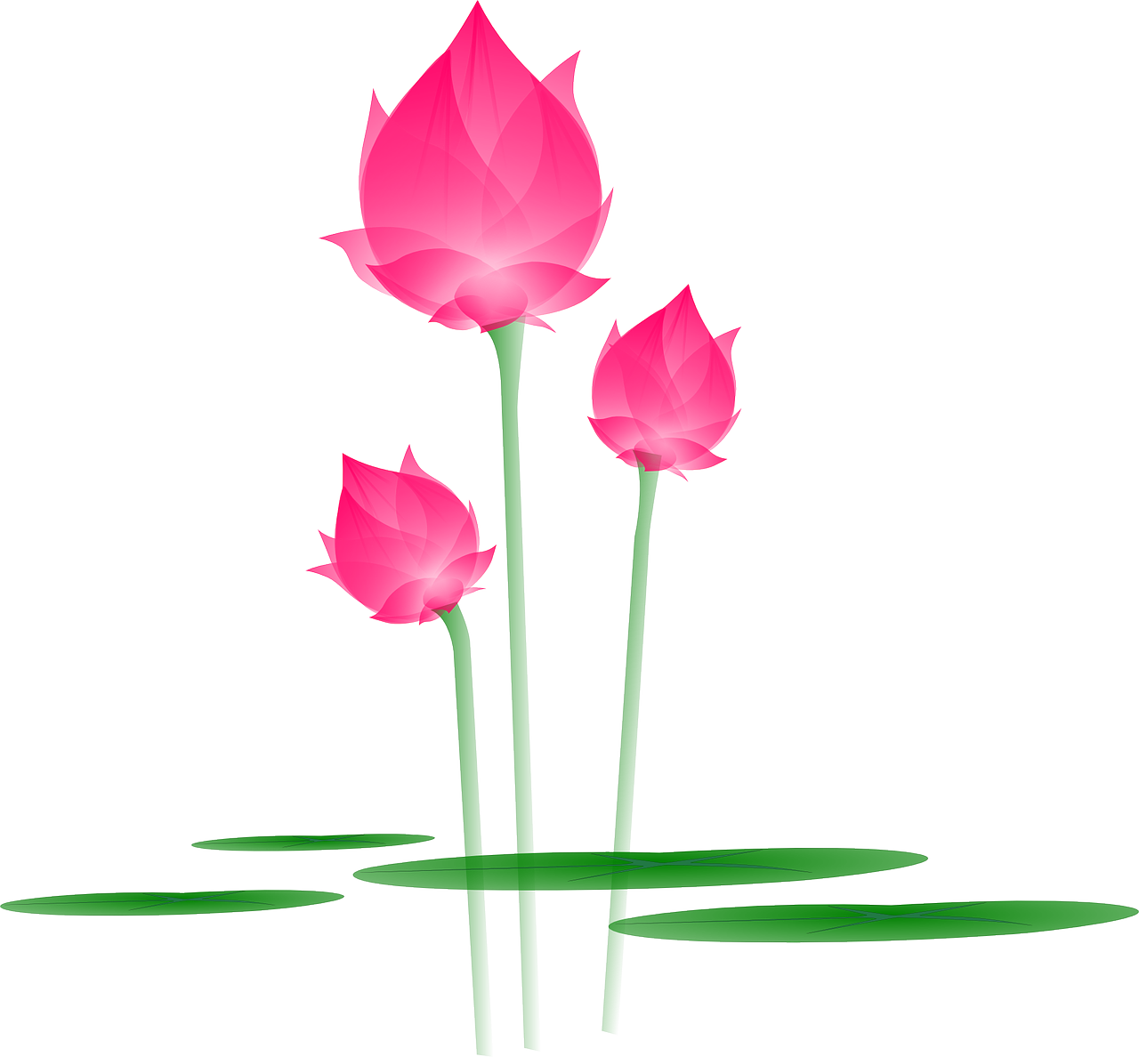 Lotus Vector Flower Download Free Image Transparent PNG Image