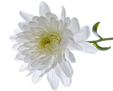 Chrysanthemum Transparent Transparent PNG Image