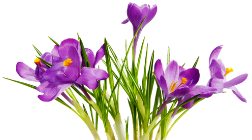 Colorful Flowers Transparent Background Transparent PNG Image