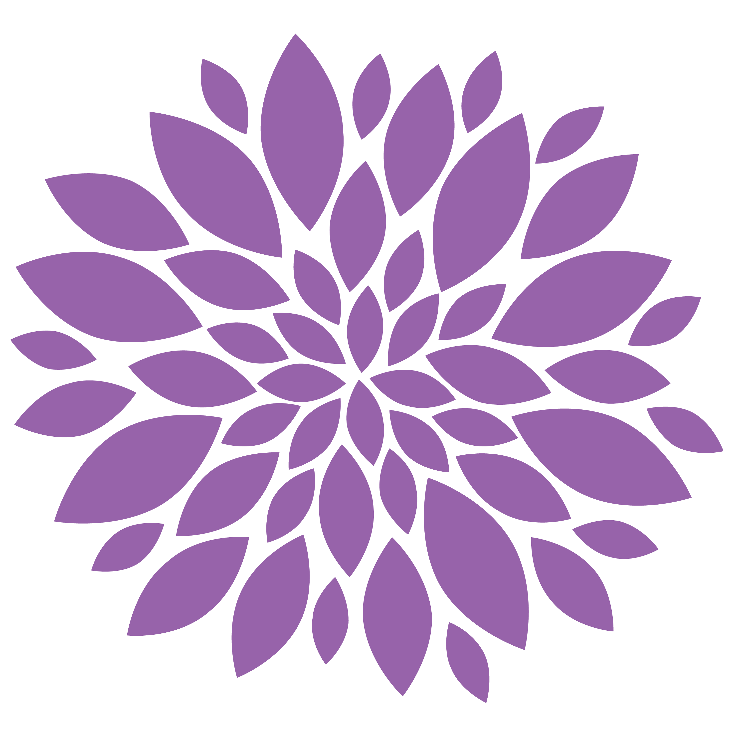 Chrysanthemum Image Transparent PNG Image