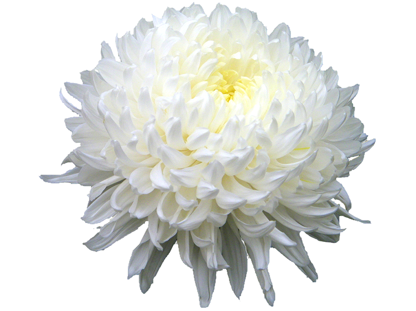 Chrysanthemum Hd Transparent PNG Image