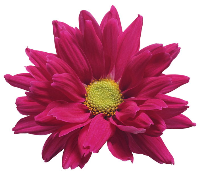 Chrysanthemum Transparent PNG Image