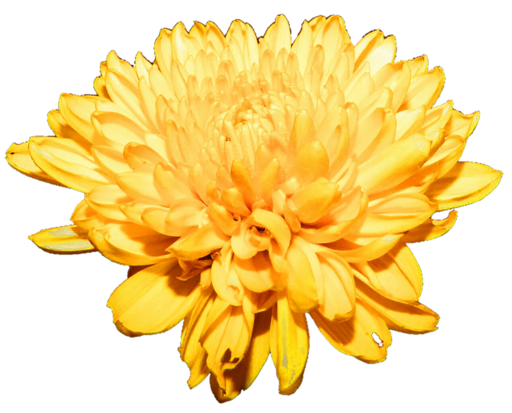 Chrysanthemum Free Download Transparent PNG Image