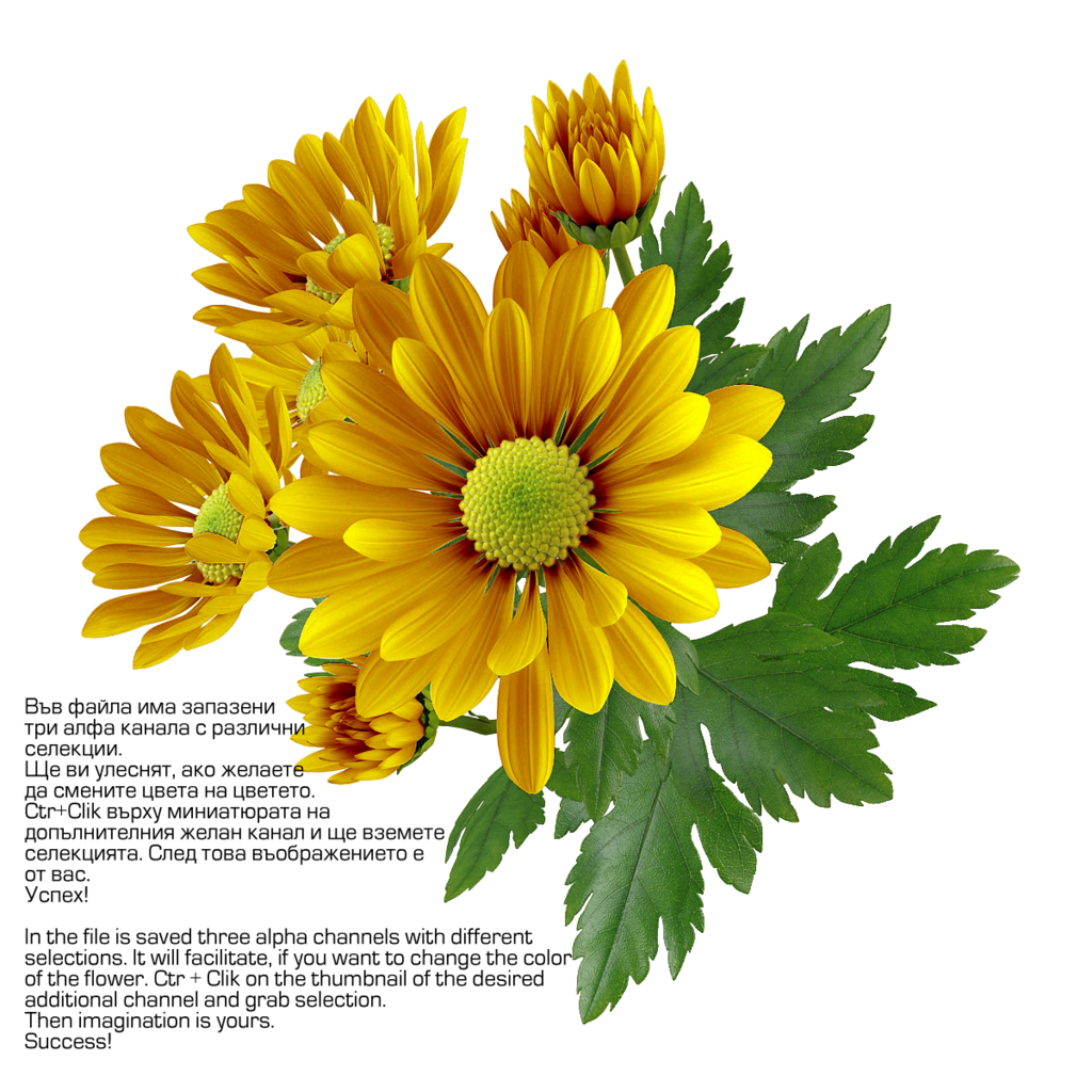 Chrysanthemum Transparent Image Transparent PNG Image