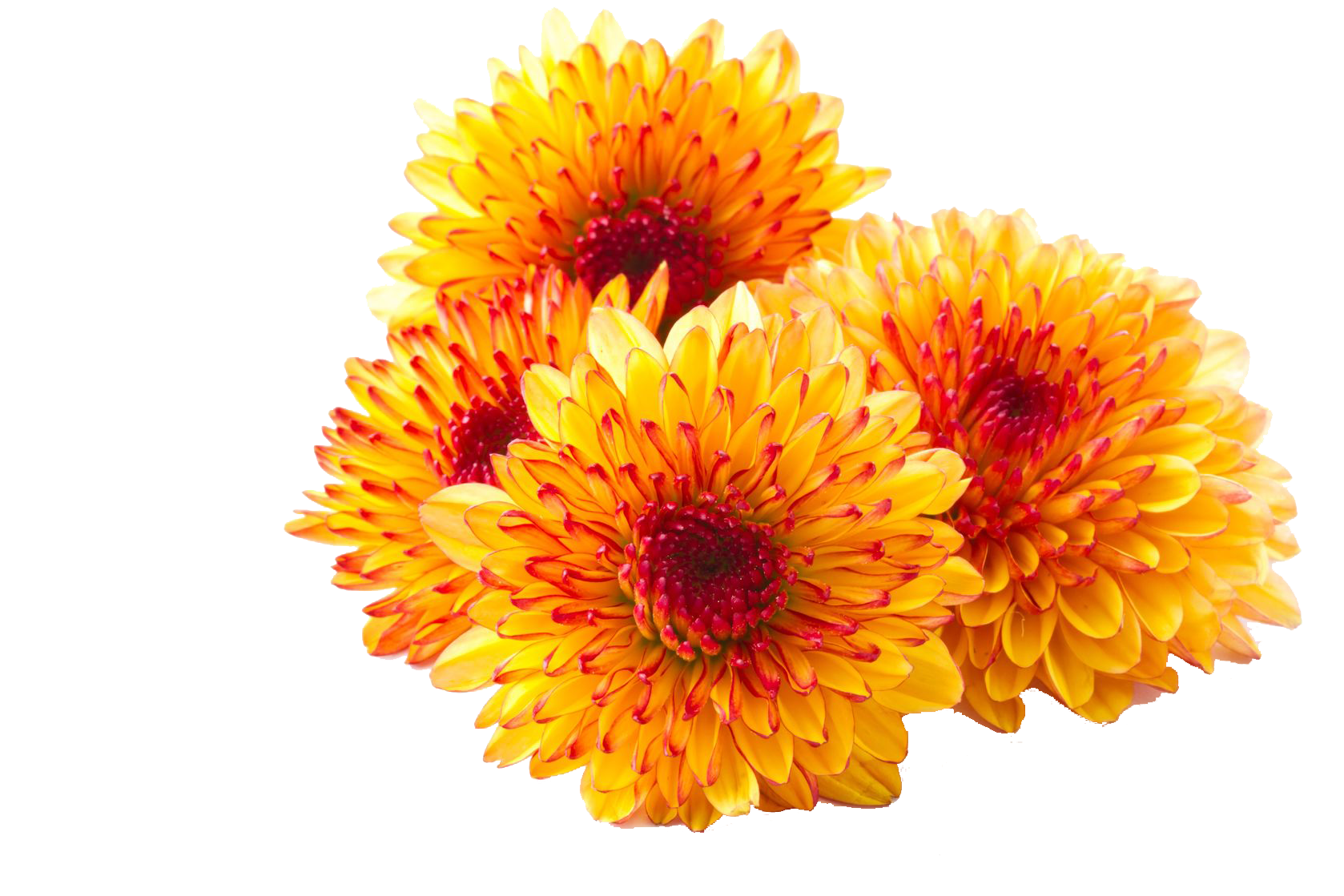 Chrysanthemum Photos Transparent PNG Image