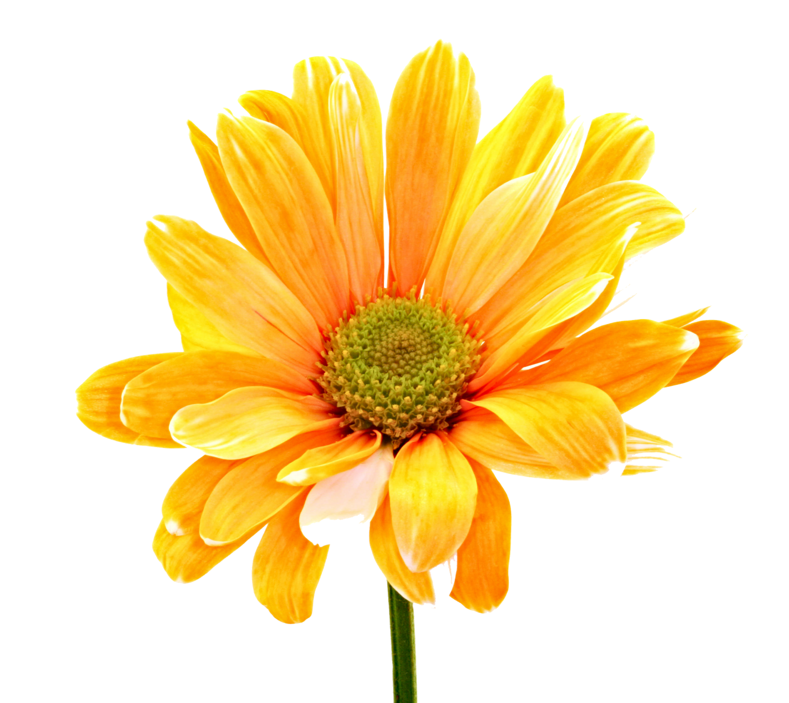 Colorful Flowers Photos Transparent PNG Image