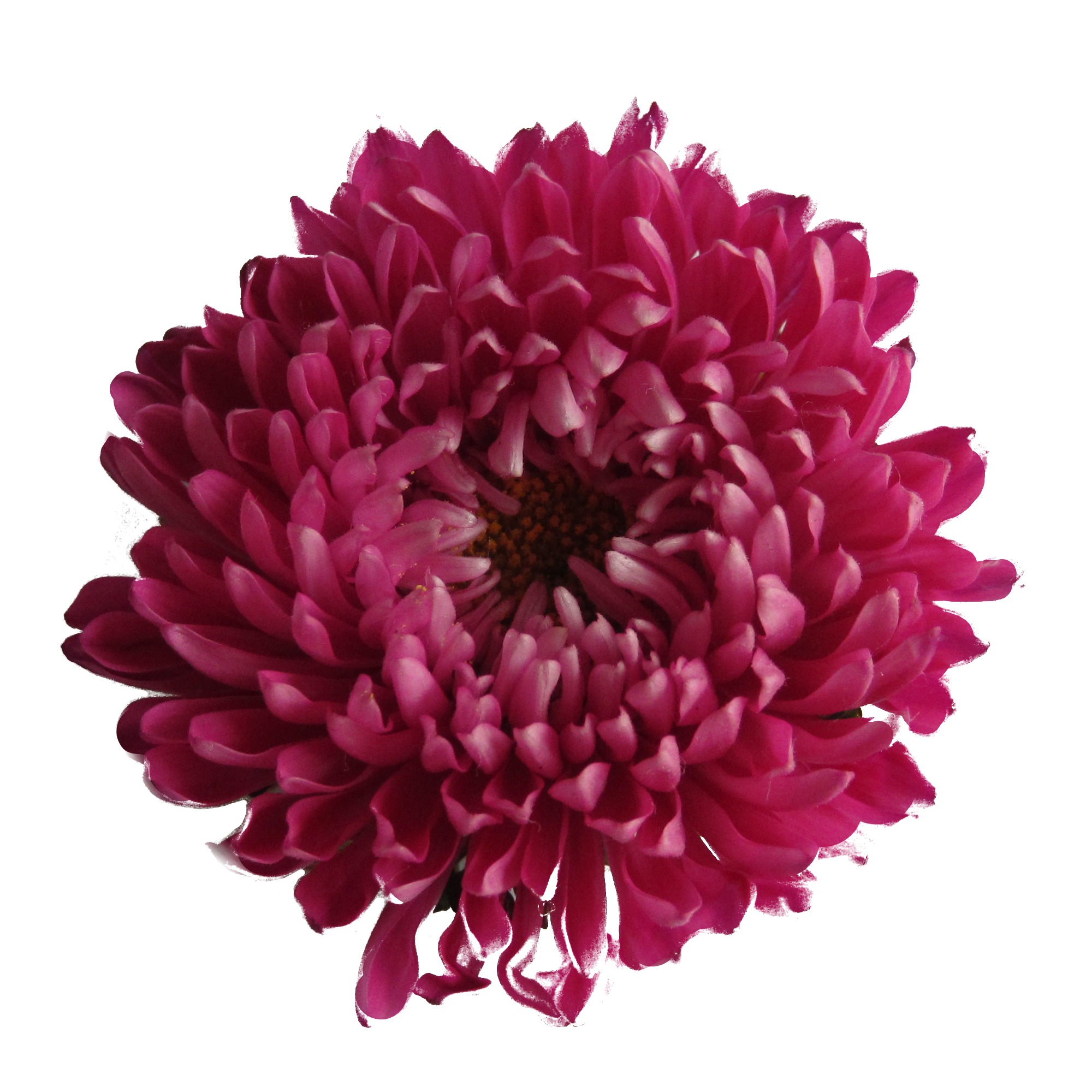 Chrysanthemum Transparent Background Transparent PNG Image