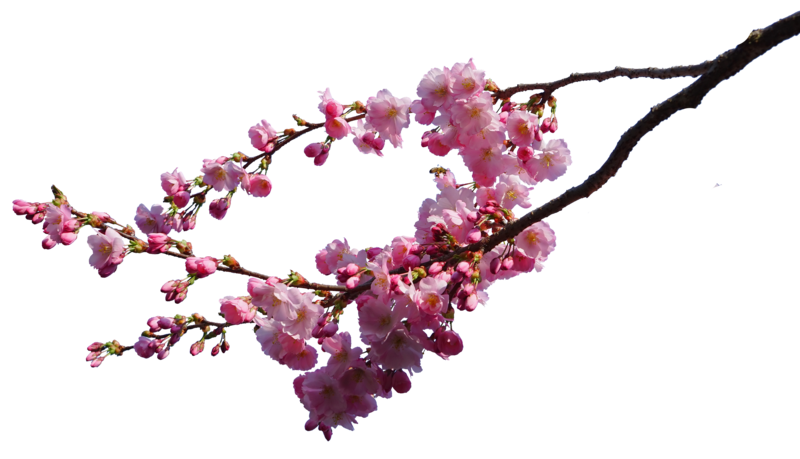 Cherry Blossom Image Transparent PNG Image