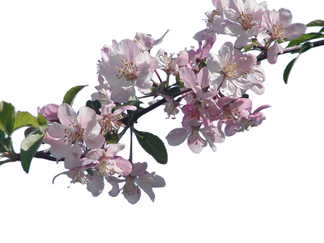 Cherry Blossom File Transparent PNG Image