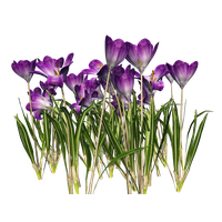 Crocus File Transparent PNG Image