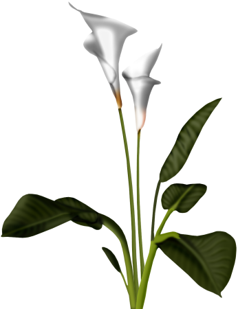 Calla Transparent PNG Image