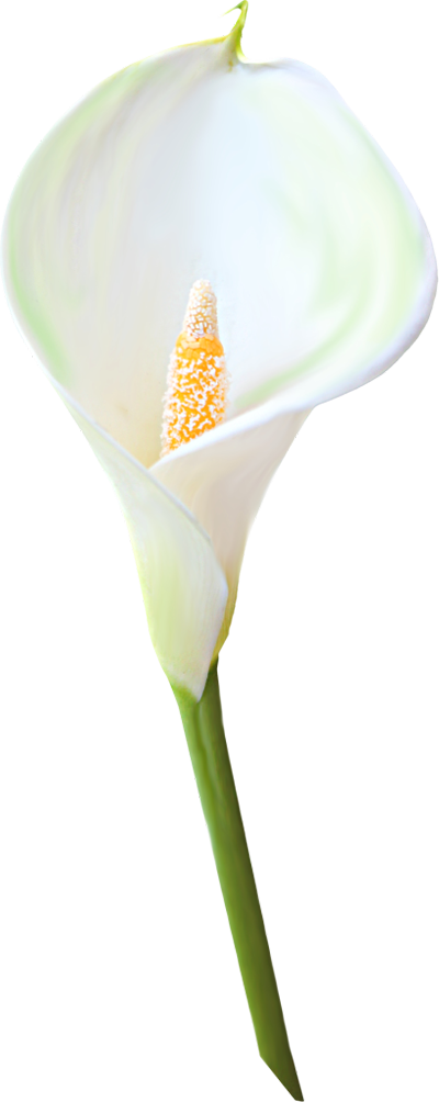 Calla Clipart Transparent PNG Image