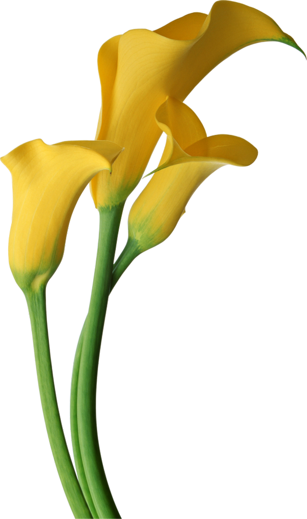 Calla Free Download Transparent PNG Image