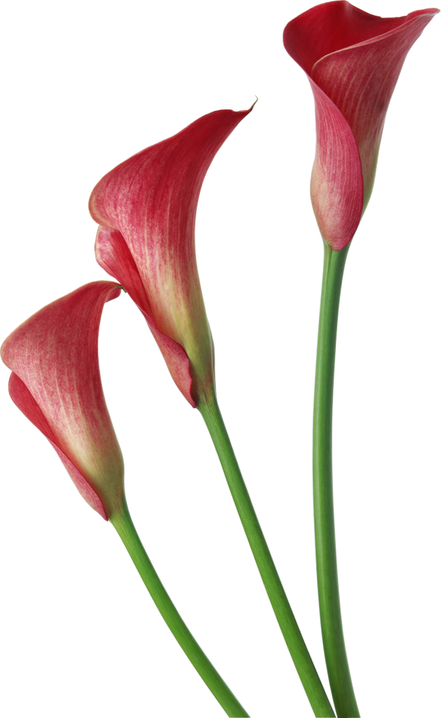 Calla Picture Transparent PNG Image