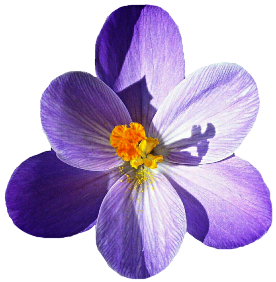 Crocus Picture Transparent PNG Image