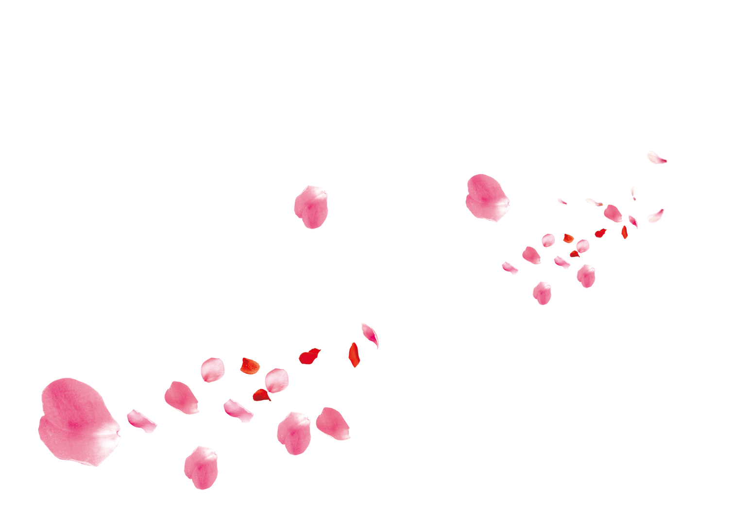 Pink Flower Rose Petals Petal Beach Transparent PNG Image