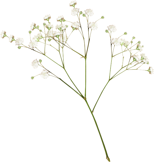 Peach Rose Baby'S-Breath Branch Flowers Border Transparent PNG Image