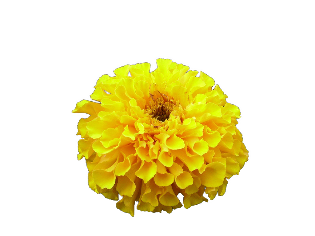 Cut Portable Graphics Artificial Blog Chrysanthemum Naver Transparent PNG Image