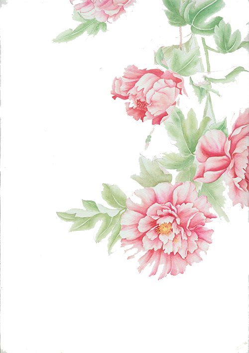 Cut Roses Centifolia Design Floral Flowers Transparent PNG Image